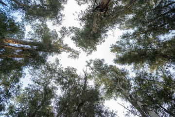 Trees from down side