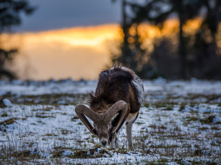 Karlovy Vary, Czech Republic- March 2020: Mouflon in winter landscape