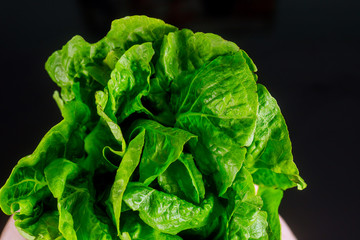 Single green lettuce head over black background.