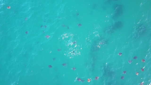 Drone aerial view of mobula  rays/ devil rays in sea of Cortez Baja California 