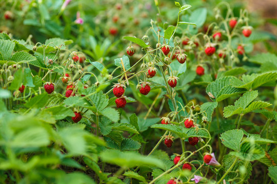 Glade covered with leaves of the red woodland strawberry among grass at selective focus