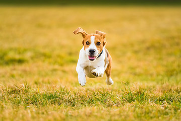 Dog Beagle running fast and jumping with tongue out through green grass field in a spring