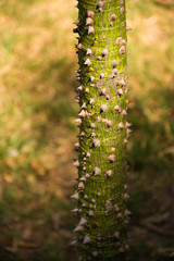 Drunken tree trunk with thorns in the sun