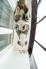 Cat standing on glass table on loggia
