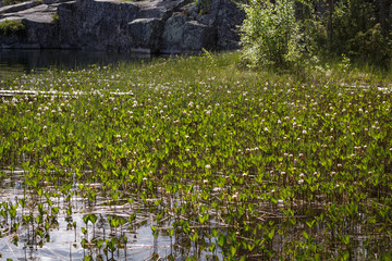Obraz na płótnie Canvas Flowers on the surface of the lake at Forsaleden in Sweden
