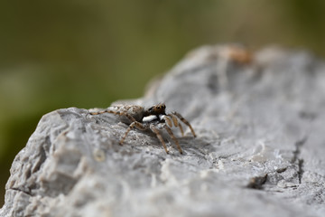 Saltycid (Salticidae), often called jumping spider, jumping or hunting flies, lurking on a rock lit by the sun