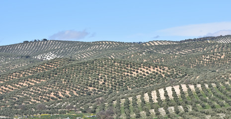 Panoramic of cultivated fields in Andalusia