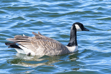 Naklejka na ściany i meble Common waterfowl of Colorado. Canada Goose swimming in a lake.