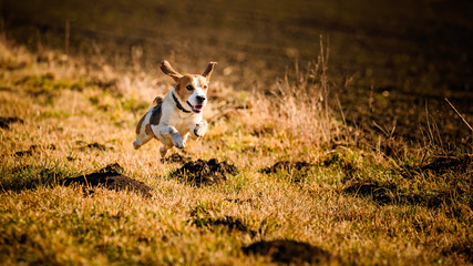 Dirty Dog Beagle running fast and jumping with tongue out through field in a spring