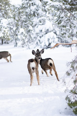 Fawns walking through snow