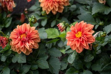 Beautiful orange blooming dahlias, green natural background