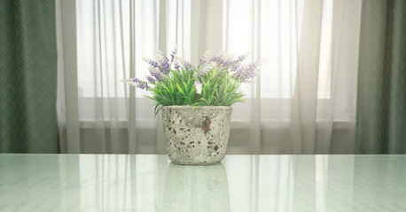 beautiful purple lavender pot plant locates on white table reflecting bright sunlight