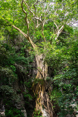 huge old tree in the forest, always green.