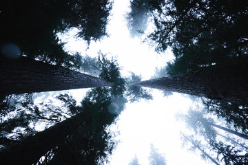 Raining Through the Trees