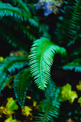 Green Fern