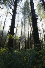 Sun Beams in the Forest