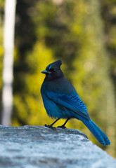 Mountain Jay