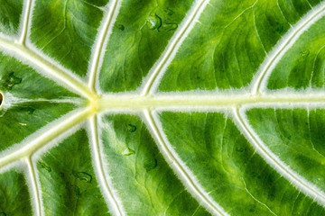 Large tropical green leaf with white veins and water drops - closeup