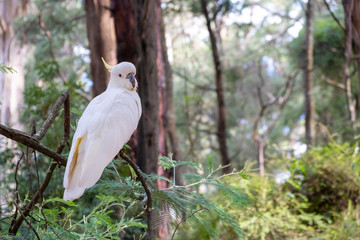 White sulphur crested cockatoo posing for the camera against blurred background