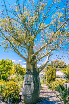 Queensland bottle tree in the garden against blue sky in Australia