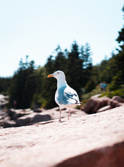 Seagull