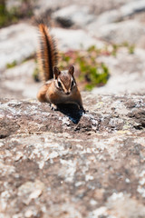 Chipmunk