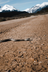 Snake on Road