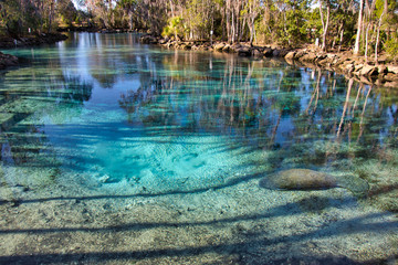 A West Indian Manatee (trichechus manatus) rests in the warm, crystal clear waters of Florida's...