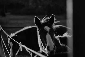 Horse mane blowing in wind within herd of horses at fence in black and white.