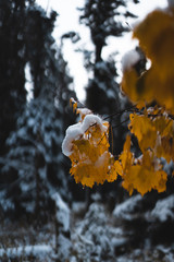 Snow Covered Autumn Leaves