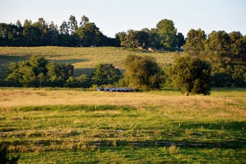 landscape with trees in the field