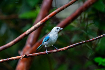 Blue-gray Tanager Thraupis episcopus