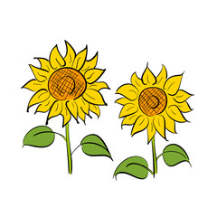 ひまわりの花のペン画イラスト ベクター