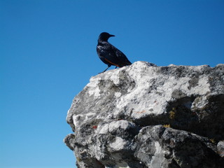 Raven on cliff