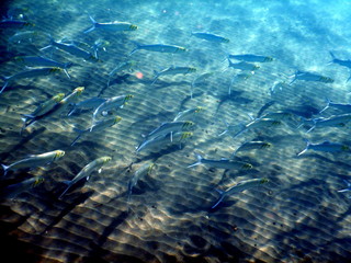 Sea 