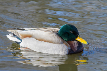 Waterfowl of Colorado. Male Mallard duck in a lake.