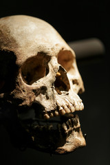 human skull from archaeological site in dramatic light