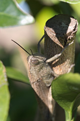 Grasshopper of the species Eyprepocnemis plorans (weeping grasshopper) on a tree