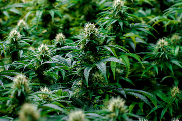 Multiple Maturing Indoor Recreational and Medical Marijuana Industry Plant with visible pistils