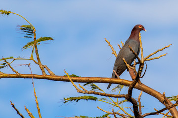 gray bird red eye on branch