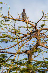 bird on branch