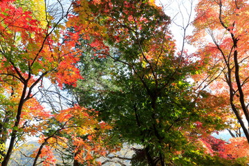 아름다운 가을 단풍