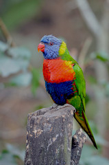A blue-headed lorikeet at Umgeni Bird Park in Durban