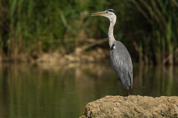  gray heron in the sun