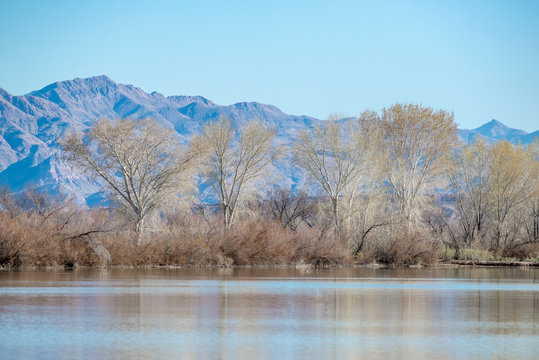 Fremont's cottonwood trees (Populus fremontii) grow along a levy at the side of Pintail Pond in Overton Wildlife Managemet Area, Muddy Valley, Nevada, USA.