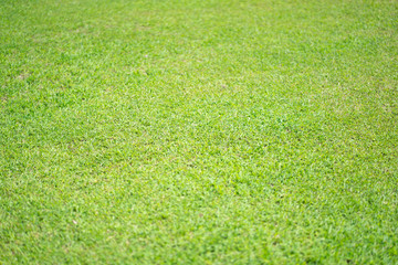 green grass background