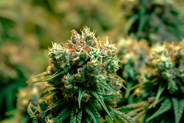 Cannabis, Marijuana, Medical, Recreational, Industry, Leaf, Plant, Herb, Garden, Legal, Veg,...