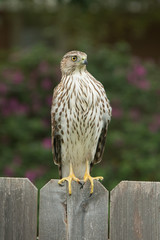 Cooper's Hawk