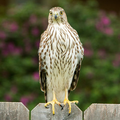 Cooper's Hawk