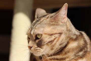 警戒した表情のイカ耳猫アメリカンショートヘアー